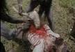 gore